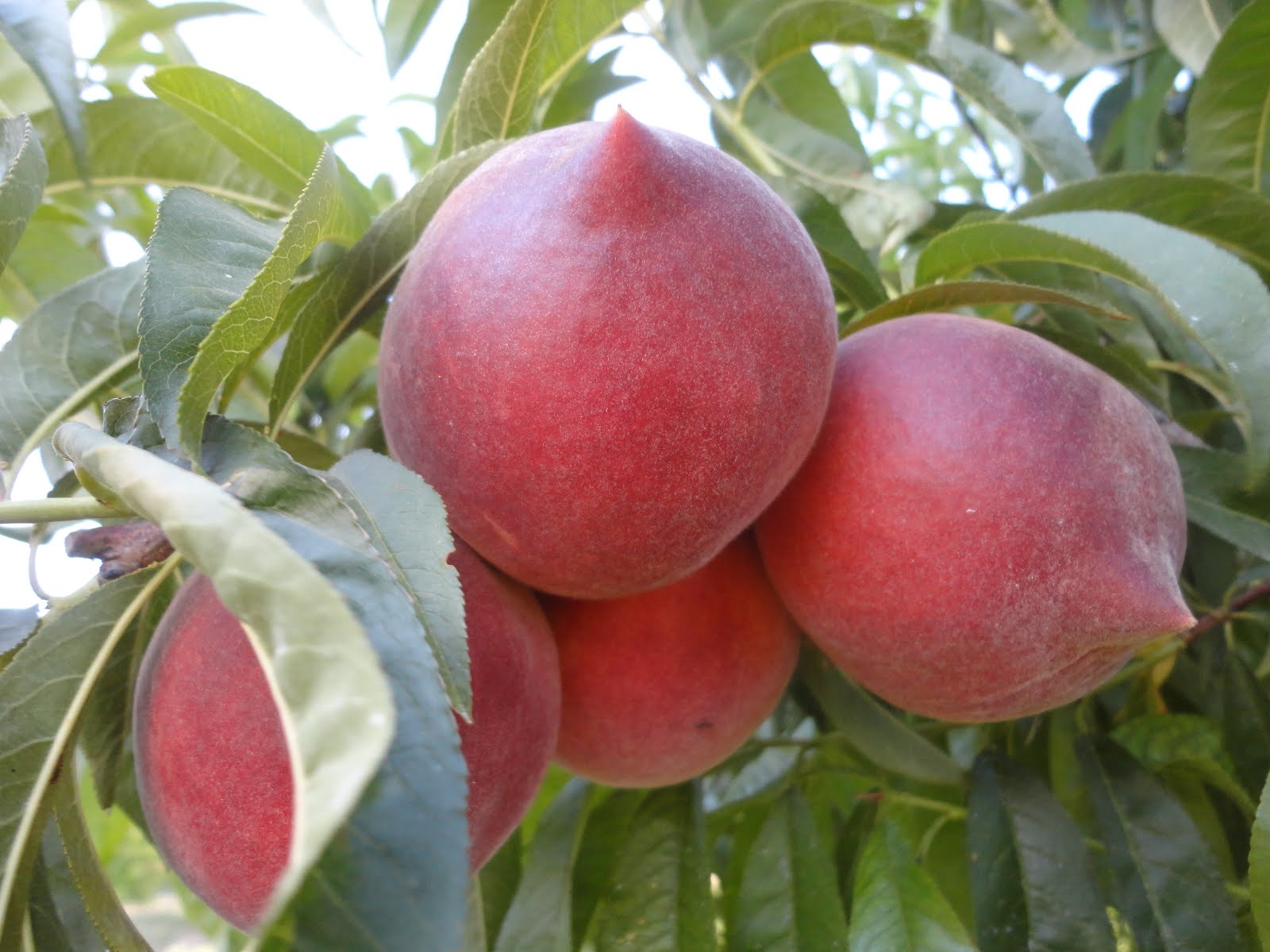 Polinización  Las variedades son autofértiles casi todas. Por tanto, los polinizadores no son indispensables, aunque favorecen la formación del fruto.  La polinización se lleva a cabo por las abejas.  En climas lluviosos la polinización puede ser caprichosa o pobre. Esto se mejoraría a través de la polinización manual. Consiste en utilizar un pincel pequeño y suave para transferir el polen de una flor a los estigmas de otra.  Cultivado el melocotón a cubierto, en invernaderos, etc., se debe polinizar a mano cuando estén en flor. No rocíes ni humedezcas durante la estación florida, ya que podrías impedir la polinización